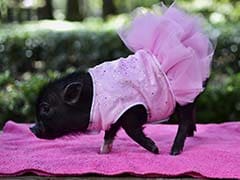 Mexicans Develop Taste for Mini-Pigs... as Pets