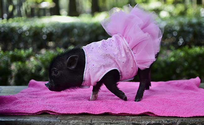 Mexicans Develop Taste for Mini-Pigs... as Pets