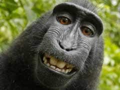 The Monkey 'Selfie' Copyright Battle is Still Going On, and It's Getting Weirder