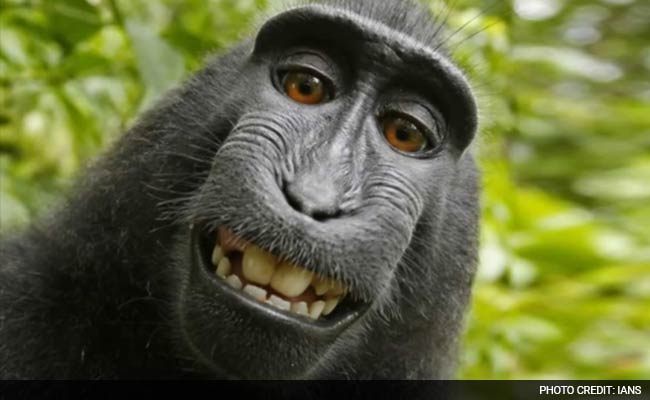 The Monkey 'Selfie' Copyright Battle is Still Going On, and It's Getting Weirder