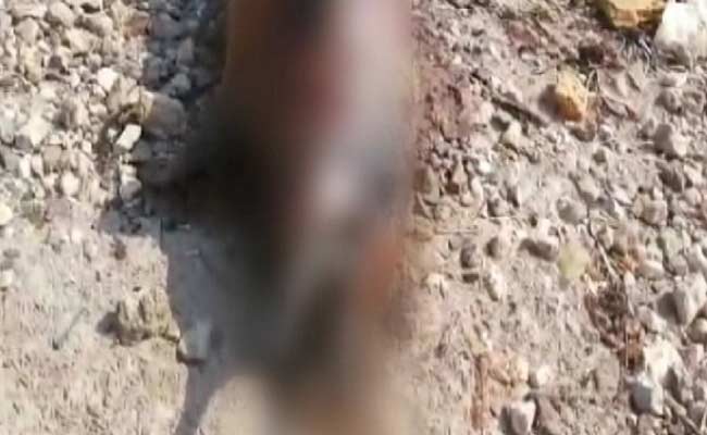 Another Dead Dolphin Washes Ashore in Mumbai