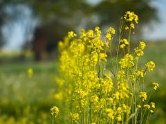 Genetically Modified Mustard Cultivation Faces Stiff Protest