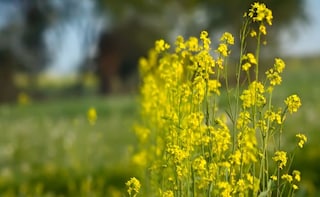 Genetically Modified Mustard Cultivation Faces Stiff Protest
