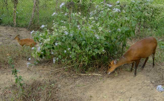 Cash-strapped Nagaland Zoo Quotes From Bible to Get People to Adopt Animals