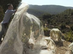 Israel Breaks New Ground in the Wine Industry