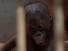 Thailand Returns Rescued Orangutans to Indonesia