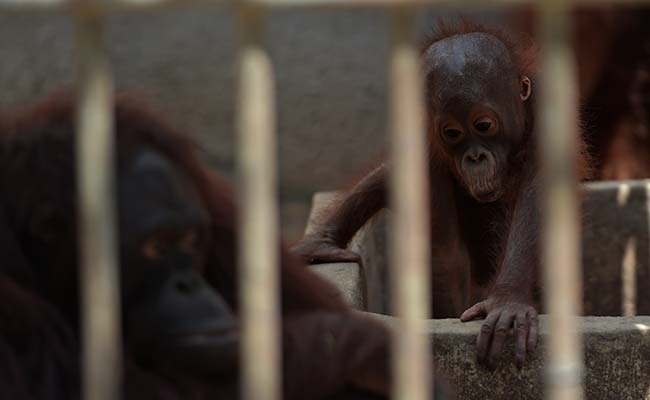 Thailand Returns Rescued Orangutans to Indonesia