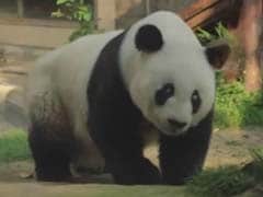 Famous Chinese Panda to Celebrate 35th Birthday