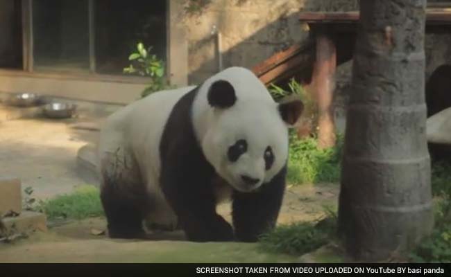 Famous Chinese Panda to Celebrate 35th Birthday