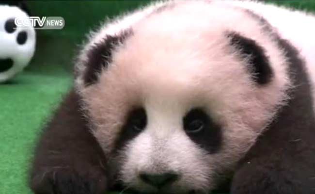 Too Cute to Handle: Baby Panda Makes its Debut in Malaysia