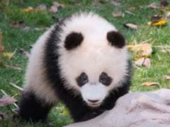 China to Release Fifth Giant Panda