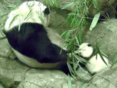 Watch: A Baby Panda's Wobbly First Steps