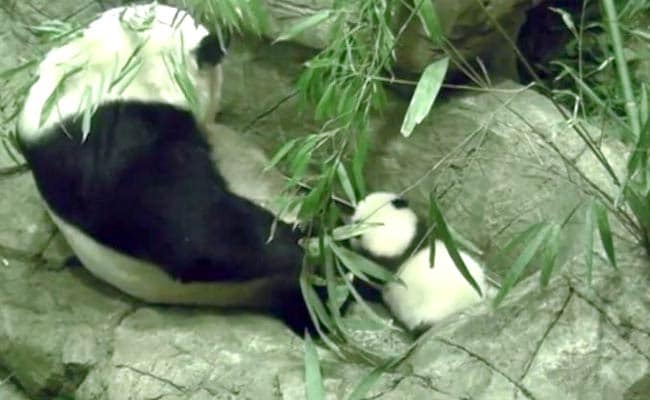 Watch: A Baby Panda's Wobbly First Steps