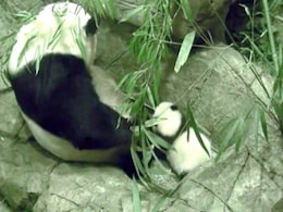 Watch: A Baby Panda's Wobbly First Steps Watch: A Baby Panda's Wobbly First Steps