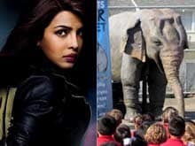 Priyanka Chopra Becomes the Voice of PETA's Robotic Elephant
