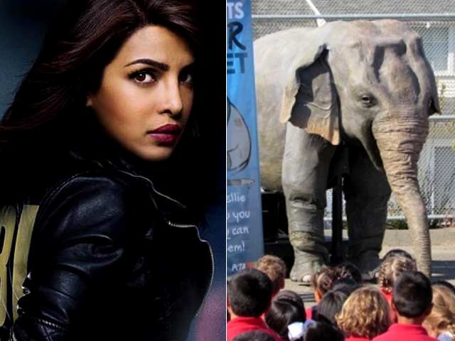 Priyanka Chopra Becomes the Voice of PETA's Robotic Elephant