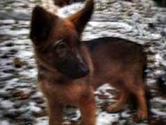 In Memory of Diesel: Russia Sends Puppy to France to Express Solidarity