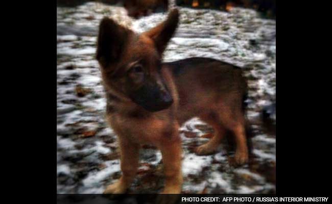 In Memory of Diesel: Russia Sends Puppy to France to Express Solidarity