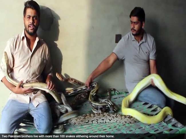 कराची के ये भाई कहलाते हैं 'पायथन ब्रदर्स', घर में हैं 100 से भी ज़्यादा सांप