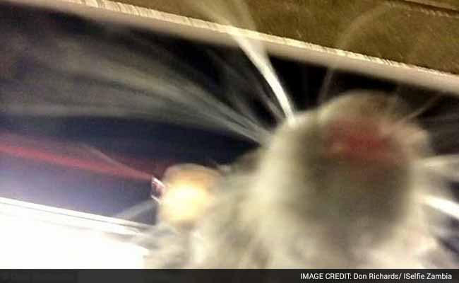 Now, a New York Rat Takes a Selfie