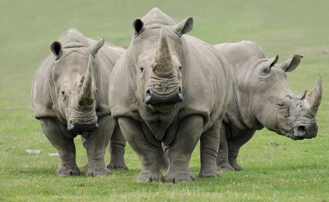 One of Last Four Northern White Rhinos on Earth is Euthanized