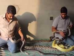 These Two Pakistani 'Python Brothers' Live With Over 100 Snakes