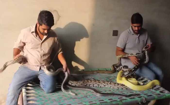 These Two Pakistani 'Python Brothers' Live With Over 100 Snakes