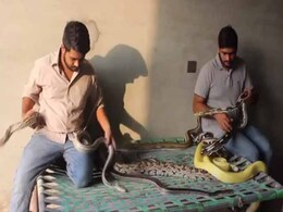 These Two Pakistani 'Python Brothers' Live With Over 100 Snakes These Two Pakistani 'Python Brothers' Live With Over 100 Snakes