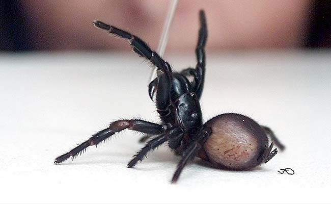 Police Rush After 'Kill You' Threats, Find Dead Spider