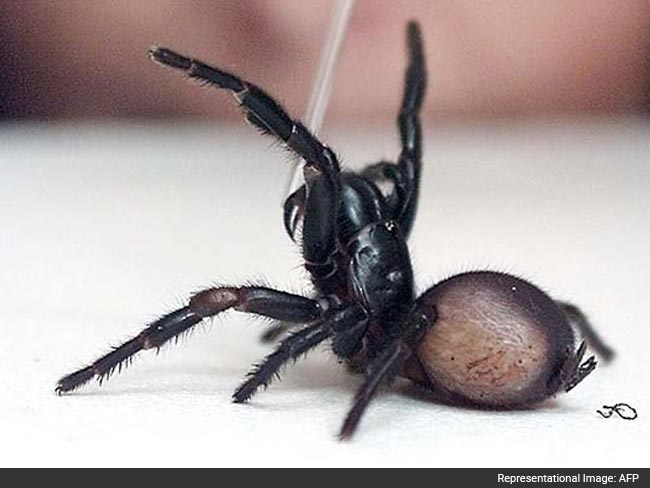 Spiders On The Menu As Northeast India Embraces Slow Food