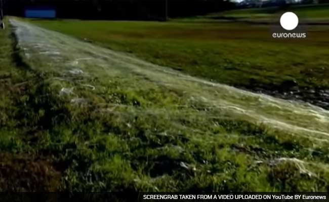 A Giant Blanket of Spiderwebs Appeared in US, but Don't Panic