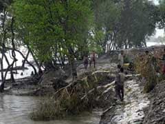 Sundarbans Has 182 Tigers, Pollution A Major Concern: Report