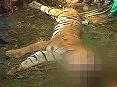 Tiger Beaten to Death by Villagers in Uttar Pradesh's Bijnaur
