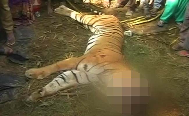 Tiger Beaten to Death by Villagers in Uttar Pradesh's Bijnaur
