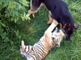 Two Tigers and Three Dogs Are the World's Most Unlikely Best Friends Two Tigers and Three Dogs Are the World's Most Unlikely Best Friends