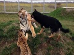कभी न देखा, न सुना : दो बाघों और तीन कुत्तों के बीच 'असंभव' दोस्ती...