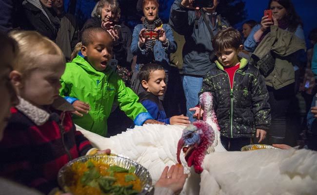 At This Holiday Feast, Turkeys Make an Entrance, Not an Entree