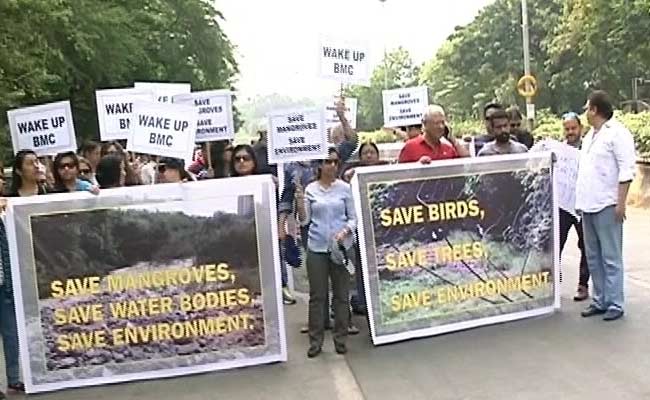 Who's Destroying Mangroves? Mumbai Residents Allege Government Apathy