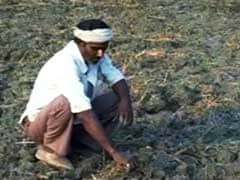 He Lost His Crop, Got Rs 13 From Insurance