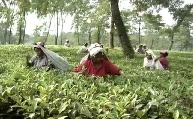 Hard Winter Ahead for Thousands at West Bengal's Tea Gardens
