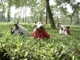 Minimum Wages, Closed Gardens Main Poll Issues In Bengal Tea Belt Minimum Wages, Closed Gardens Main Poll Issues In Bengal Tea Belt