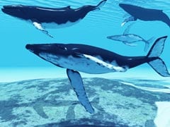 Japan Whaling Fleet Set to leave for Antarctic