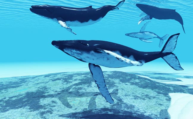 A Swim With Humpback Whales in Australia? Coming up Soon