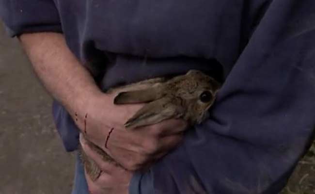 Incredible Footage Shows Rescue of Wild Rabbit From Car Engine
