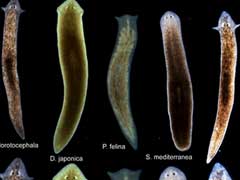 Scientists Tweak Worms to Give Them Brains of Another Species