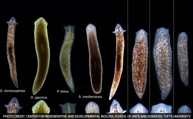 Scientists Tweak Worms to Give Them Brains of Another Species