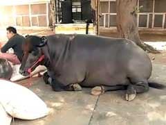 This Bull is Worth Rs 7 Crore. Here's Why it is Pampered So Much