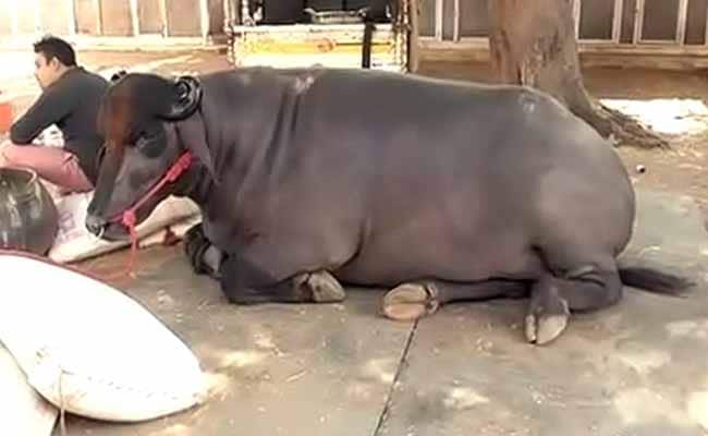 This Bull is Worth Rs 7 Crore. Here's Why it is Pampered So Much