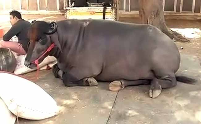 This Bull is Worth Rs 7 Crore. Here's Why it is Pampered So Much This Bull is Worth Rs 7 Crore. Here's Why it is Pampered So Much