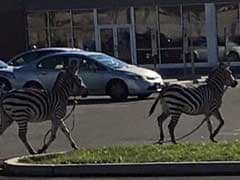 Zebras Escape Circus, Roam Philadelphia Streets for About an Hour